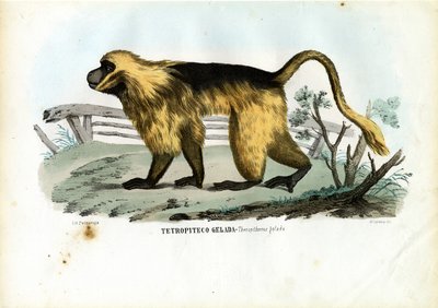 Gelada-Pavian von Raimundo Petraroja